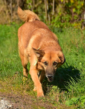 FANNY, Hund, Mischlingshund in Slowakische Republik - Bild 8