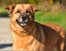 FANNY, Hund, Mischlingshund in Slowakische Republik - Bild 9