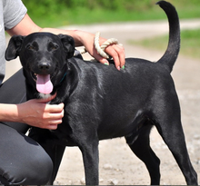 FREDDIE, Hund, Mischlingshund in Slowakische Republik - Bild 1