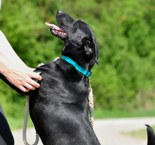 FREDDIE, Hund, Mischlingshund in Slowakische Republik - Bild 3