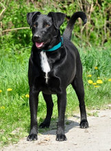 FREDDIE, Hund, Mischlingshund in Slowakische Republik - Bild 4