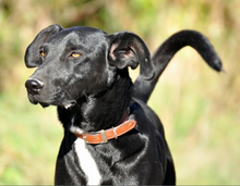 FREDDIE, Hund, Mischlingshund in Slowakische Republik - Bild 7