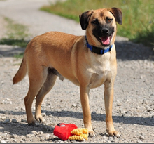 GORO, Hund, Mischlingshund in Slowakische Republik - Bild 1