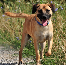 GORO, Hund, Mischlingshund in Slowakische Republik - Bild 11