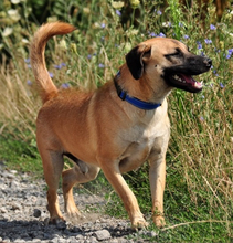 GORO, Hund, Mischlingshund in Slowakische Republik - Bild 14