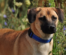 GORO, Hund, Mischlingshund in Slowakische Republik - Bild 15