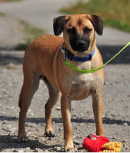 GORO, Hund, Mischlingshund in Slowakische Republik - Bild 17