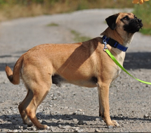 GORO, Hund, Mischlingshund in Slowakische Republik - Bild 18