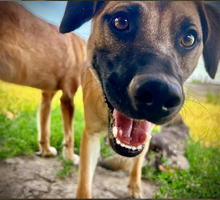 GORO, Hund, Mischlingshund in Slowakische Republik - Bild 3