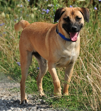 GORO, Hund, Mischlingshund in Slowakische Republik - Bild 4