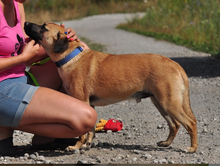 GORO, Hund, Mischlingshund in Slowakische Republik - Bild 5