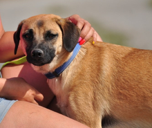 GORO, Hund, Mischlingshund in Slowakische Republik - Bild 6