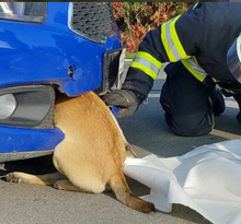 GORO, Hund, Mischlingshund in Slowakische Republik - Bild 9