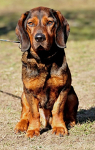 HACHIKO, Hund, Mischlingshund in Slowakische Republik - Bild 1