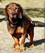 HACHIKO, Hund, Mischlingshund in Slowakische Republik - Bild 6