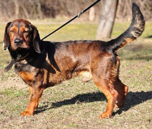 HACHIKO, Hund, Mischlingshund in Slowakische Republik - Bild 7