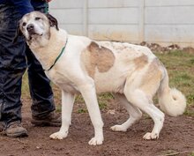 ATKAR, Hund, Herdenschutzhundmischling in Ungarn - Bild 1