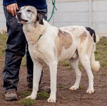 ATKAR, Hund, Herdenschutzhundmischling in Ungarn - Bild 2