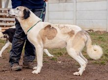 ATKAR, Hund, Herdenschutzhundmischling in Ungarn - Bild 3