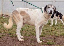 ATKAR, Hund, Herdenschutzhundmischling in Ungarn - Bild 4