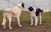 ATKAR, Hund, Herdenschutzhundmischling in Ungarn - Bild 5