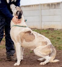 ATKAR, Hund, Herdenschutzhundmischling in Ungarn - Bild 6