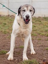 ATKAR, Hund, Herdenschutzhundmischling in Ungarn - Bild 7