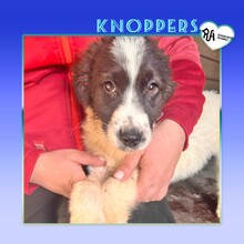 KNOPPERS, Hund, Mischlingshund in Bulgarien - Bild 1