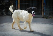 KNOPPERS, Hund, Mischlingshund in Bulgarien - Bild 8