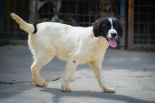 KNOPPERS, Hund, Mischlingshund in Bulgarien - Bild 9