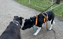 TESORO, Hund, Mischlingshund in Friesenhagen - Bild 2