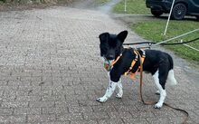 TESORO, Hund, Mischlingshund in Friesenhagen - Bild 3