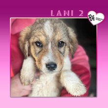 LANI2, Hund, Mischlingshund in Bulgarien - Bild 1