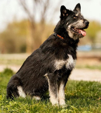 HUGOS162, Hund, Mischlingshund in Slowakische Republik - Bild 4