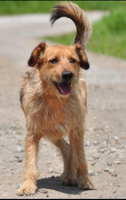 KANE, Hund, Mischlingshund in Slowakische Republik - Bild 10