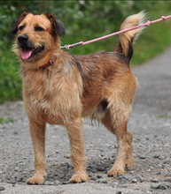 KANE, Hund, Mischlingshund in Slowakische Republik - Bild 12