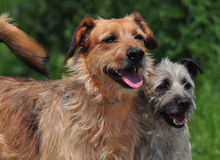 KANE, Hund, Mischlingshund in Slowakische Republik - Bild 2