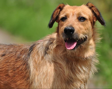 KANE, Hund, Mischlingshund in Slowakische Republik - Bild 4