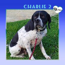 CHARLIE2, Hund, Pointer in Griechenland - Bild 1