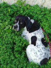 CHARLIE2, Hund, Pointer in Griechenland - Bild 4