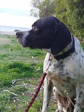 CHARLIE2, Hund, Pointer in Griechenland - Bild 5