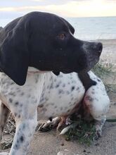 CHARLIE2, Hund, Pointer in Griechenland - Bild 9