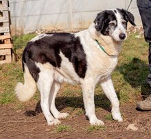 FOLTOS, Hund, Mischlingshündin in Ungarn - Bild 1