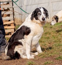 FOLTOS, Hund, Mischlingshündin in Ungarn - Bild 4