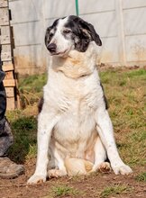 FOLTOS, Hund, Mischlingshündin in Ungarn - Bild 5