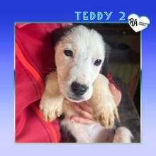 TEDDY2, Hund, Mischlingshund in Bulgarien - Bild 1