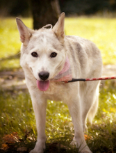 SAVANAY132, Hund, Mischlingshund in Slowakische Republik - Bild 2