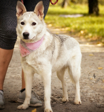 SAVANAY132, Hund, Mischlingshund in Slowakische Republik - Bild 3