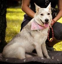 SAVANAY132, Hund, Mischlingshund in Slowakische Republik - Bild 9