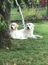 PHOEBELOUIE, Hund, Golden Retriever in Rostock - Bild 1